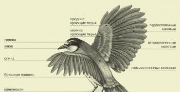 Птицы Сообщение о птицах 3